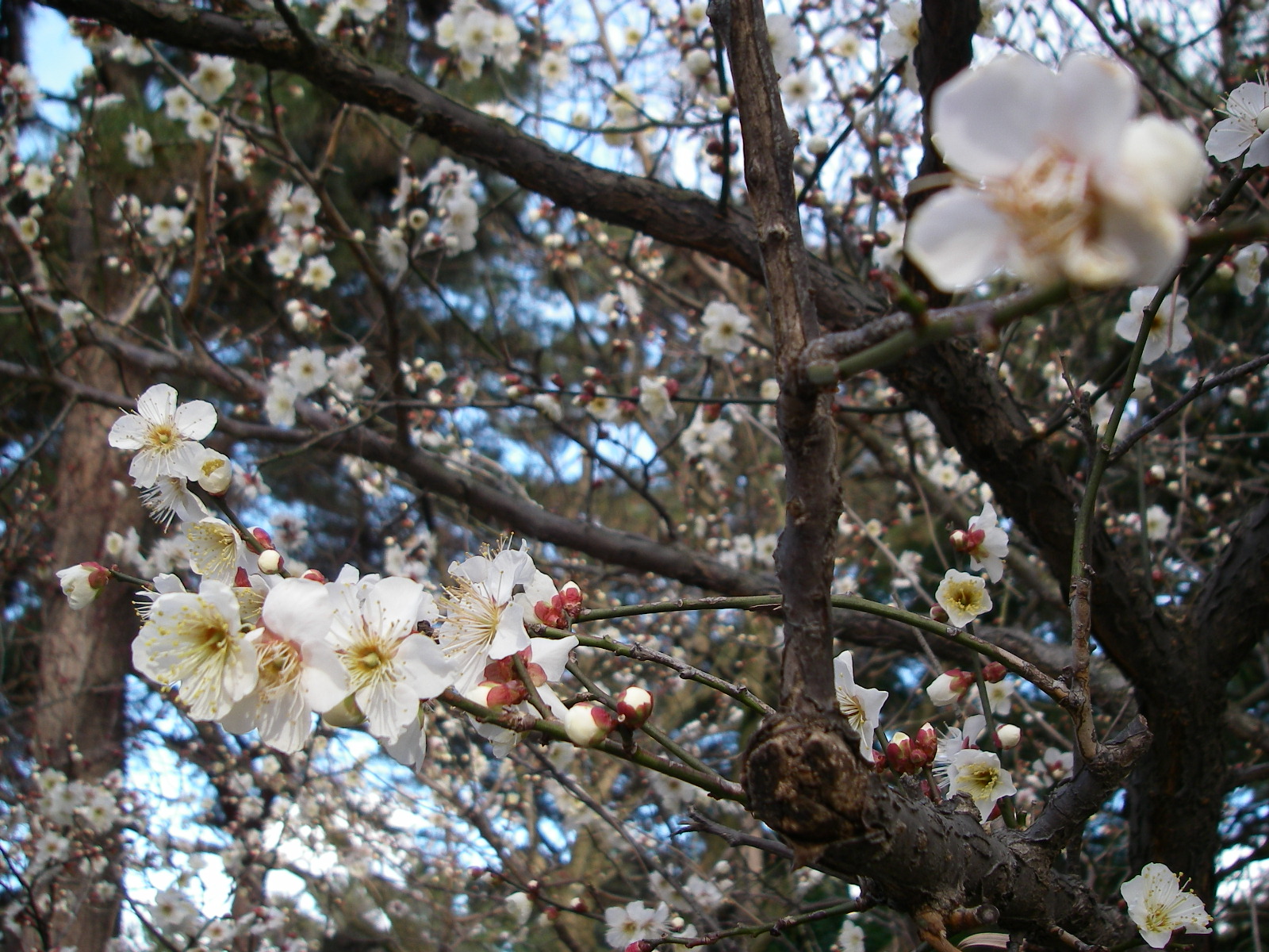 公演中止のお知らせ
